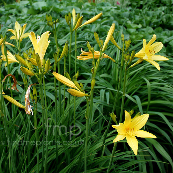 Big Photo of Hemerocallis Lilioasphodelu