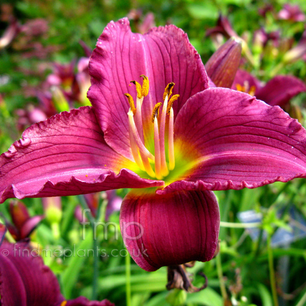 Big Photo of Hemerocallis Littlegrapette Fl