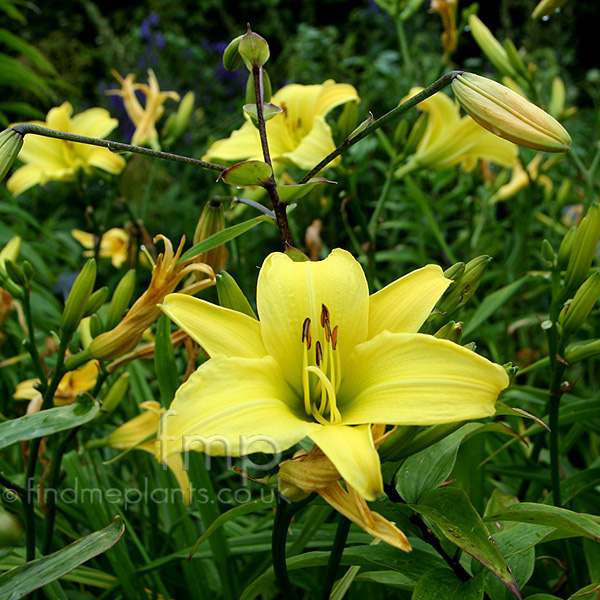 Big Photo of Hemerocallis Marionvaughn