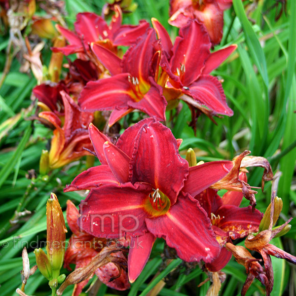 Big Photo of Hemerocallis Orientalruby