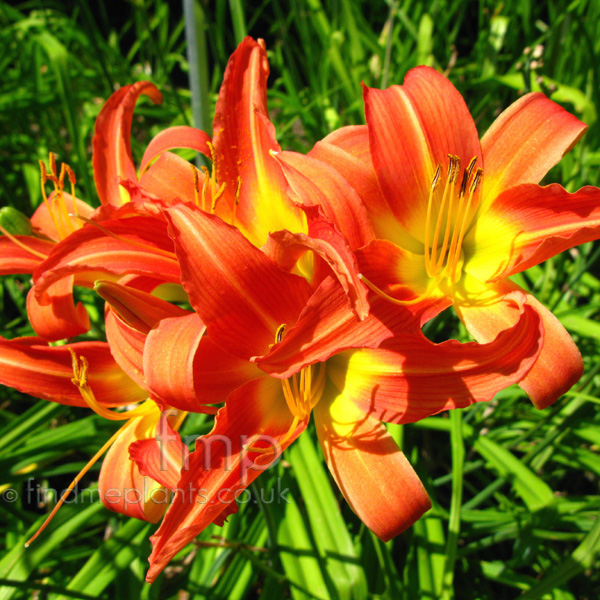 Big Photo of Hemerocallis Pinkprelude Fl