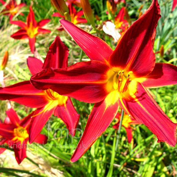 Big Photo of Hemerocallis Stafford Fl