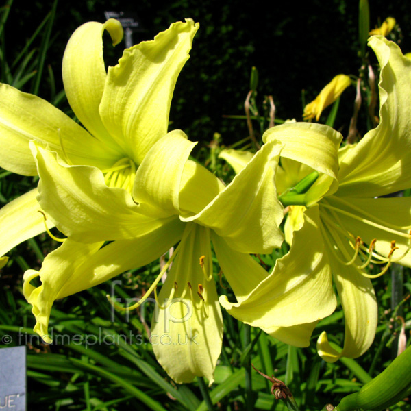 Big Photo of Hemerocallis Whichford Fl