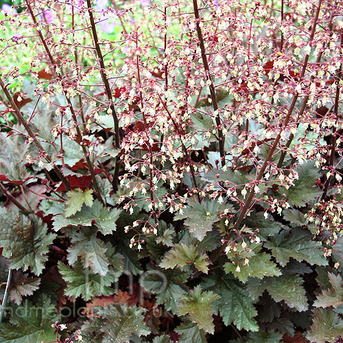 Big Photo of Heuchera Chocolate Ruffles