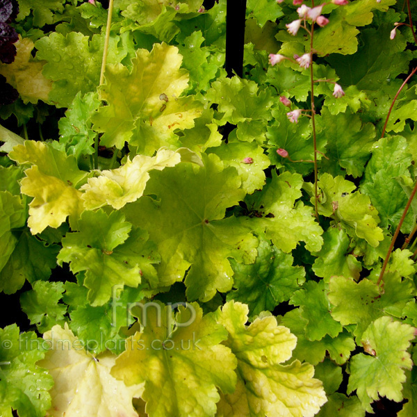 Big Photo of Heuchera Keylimepie