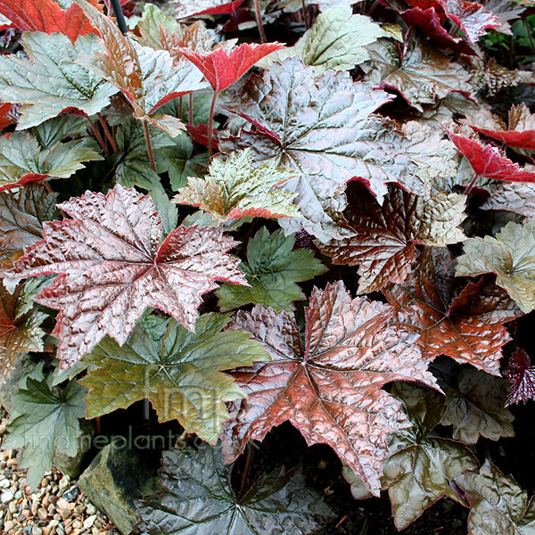 Big Photo of Heuchera Palace Purple
