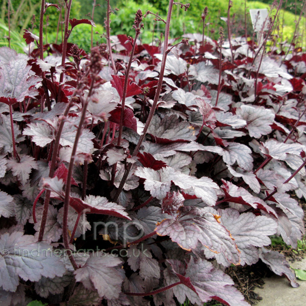 Big Photo of Heuchera Plumpudding