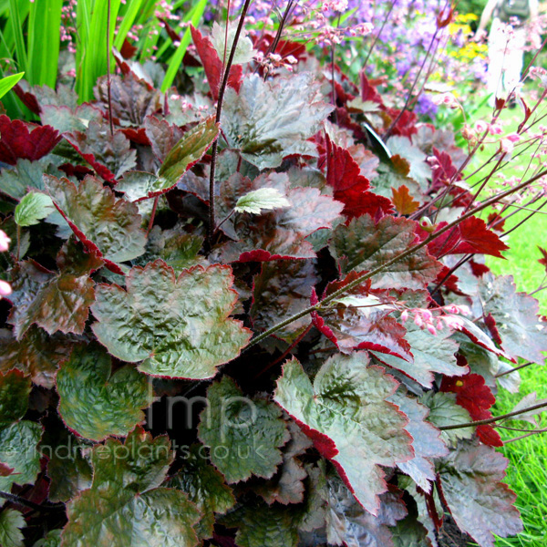 Big Photo of Heuchera Rachel Lf