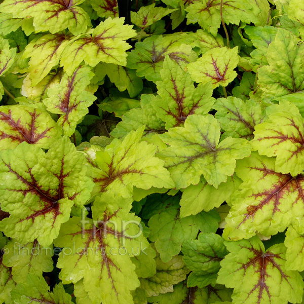 Big Photo of Heucherella Stoplight