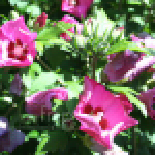 Big Photo of Hibiscus Pinkgiant