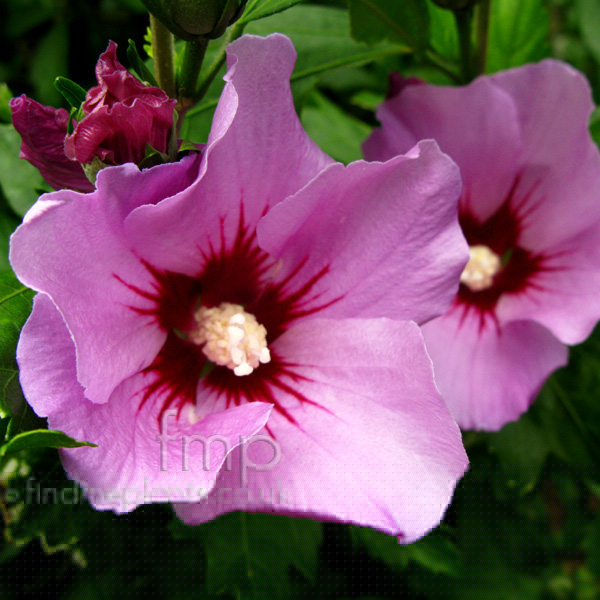 Big Photo of Hibiscus Syriacus Mauvequeen Fl