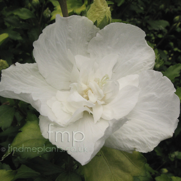 Big Photo of Hibiscus Syriacus Whitechiffon Fl