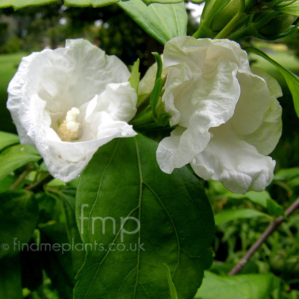Big Photo of Hibiscus Wrsmith