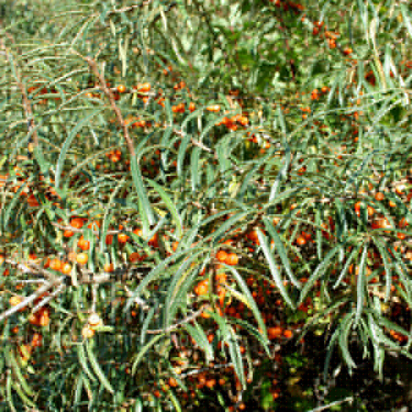 Big Photo of Hippophae Ram