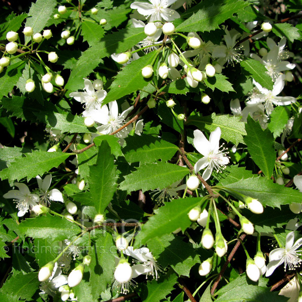 Big Photo of Hoheria Angustifolia Fl