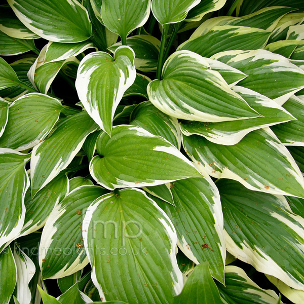 Big Photo of Hosta Antioch
