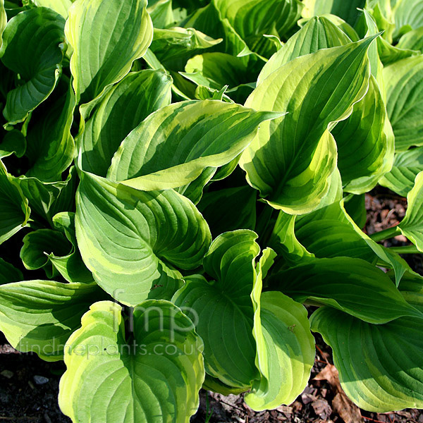 Big Photo of Hosta Aureomaculata