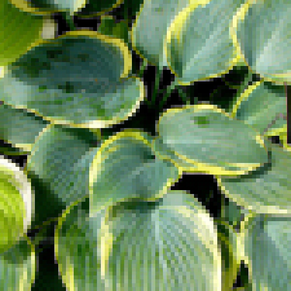 Big Photo of Hosta Firstfrost