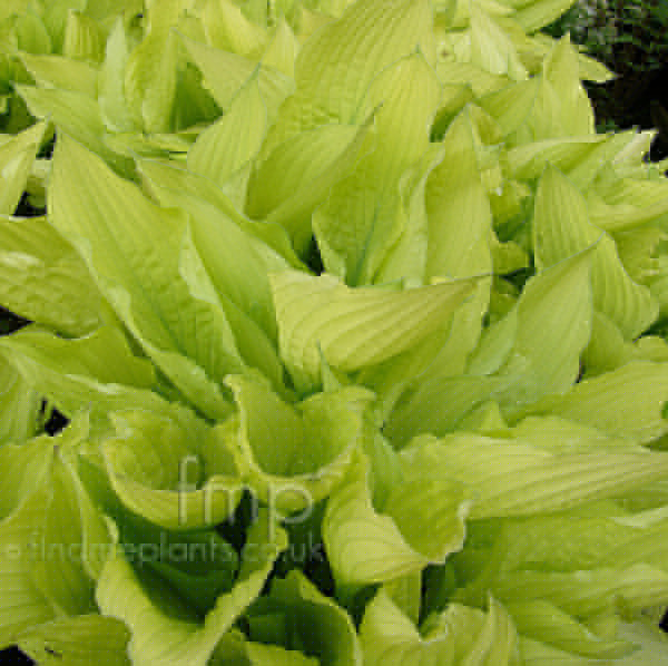 Big Photo of Hosta Fortunei Aurea