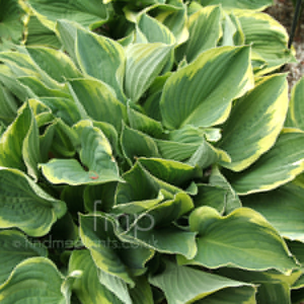 Big Photo of Hosta Fortunei Obscura Marginata