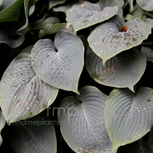 Big Photo of Hosta Hadspenblue Lf
