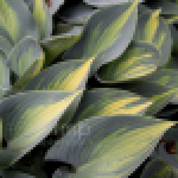 Big Photo of Hosta June Lf