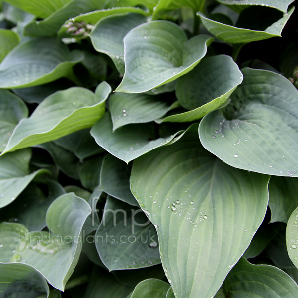 Big Photo of Hosta Pearllake Lf