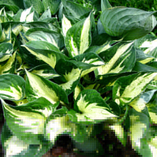 Big Photo of Hosta Revolution