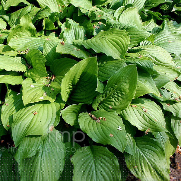 Big Photo of Hosta Royalstandard