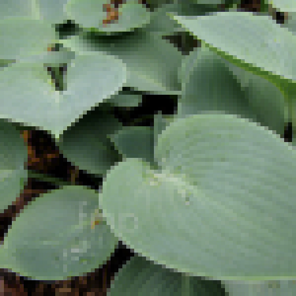 Big Photo of Hosta Sieboldiana Elegans Lf