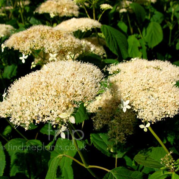 Big Photo of Hydrangea Arborescens Astridlindgren Fl