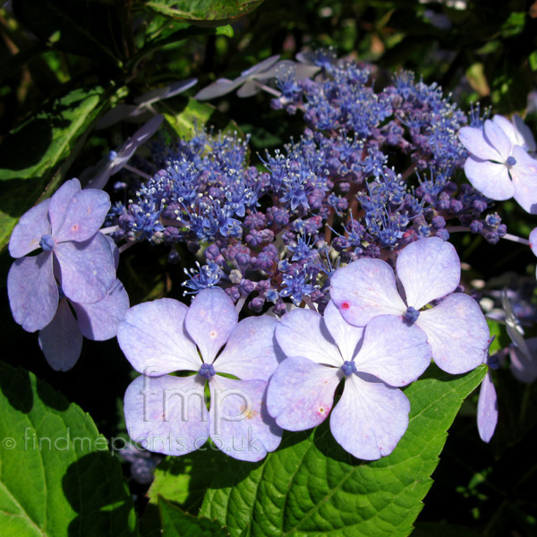 Big Photo of Hydrangea Bluebirf Fl