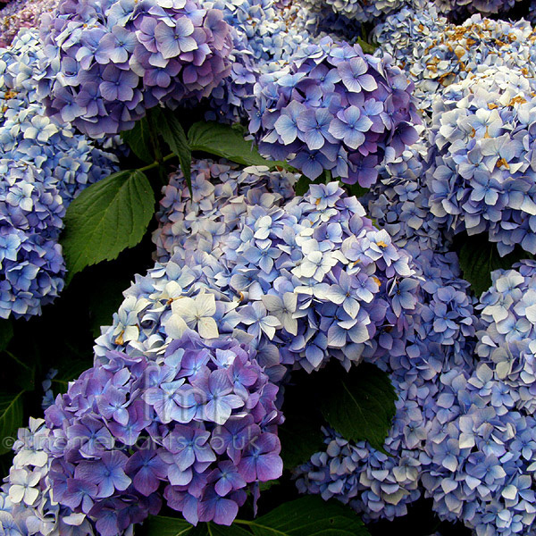 Big Photo of Hydrangea Bouquetrose