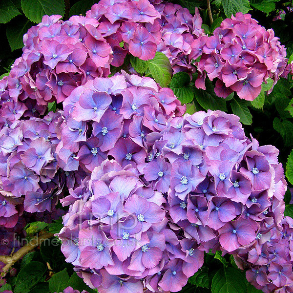 Big Photo of Hydrangea Henrichseidel
