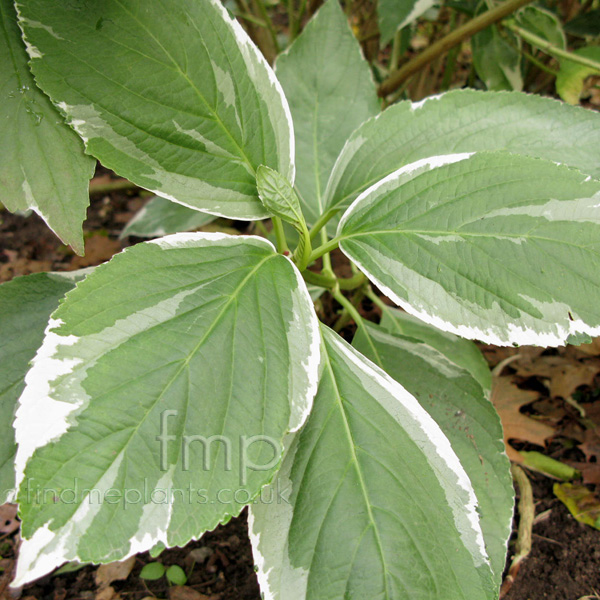 Big Photo of Hydrangea Maculata Lf