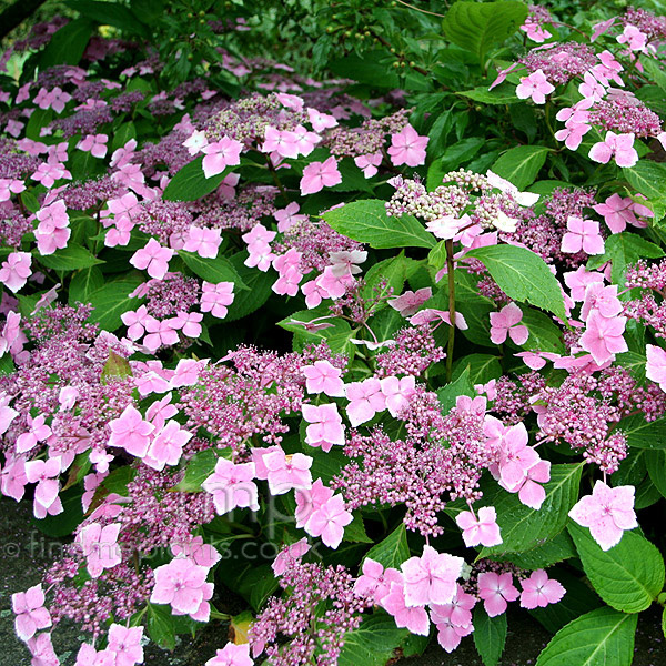 Big Photo of Hydrangea Mariesii