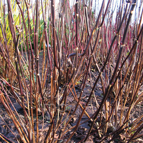 Big Photo of Hydrangea Nigra Stem