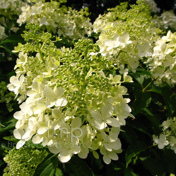 Big Photo of Hydrangea Paniculata Dolly Fl