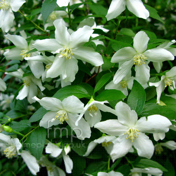Big Photo of Hydrangea Praecox Fl