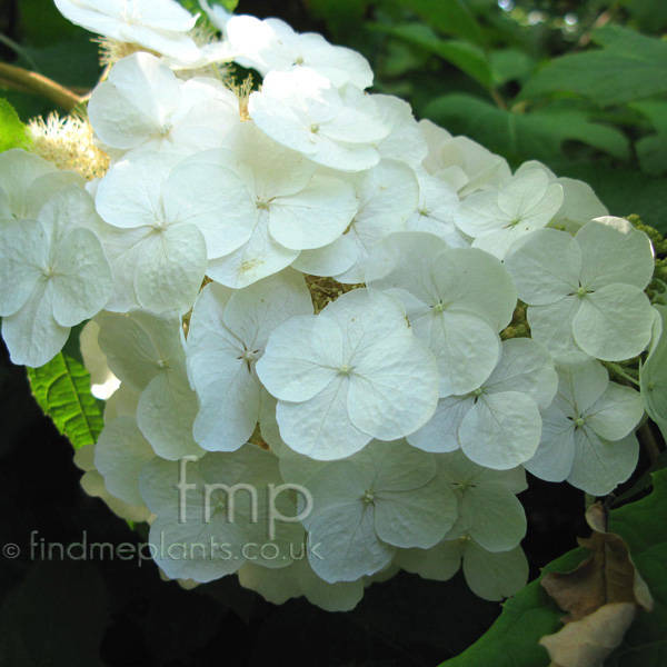 Big Photo of Hydrangea Quercifolia Fl
