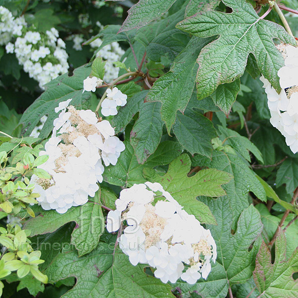 Big Photo of Hydrangea Snowflake