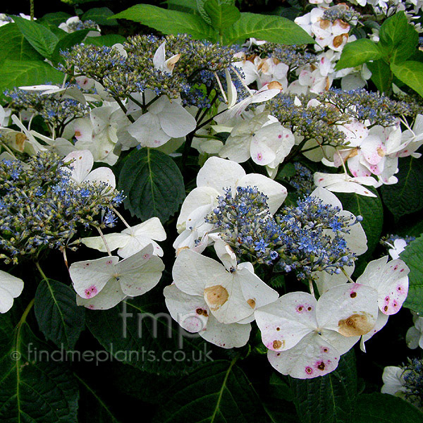 Big Photo of Hydrangea Veitchi