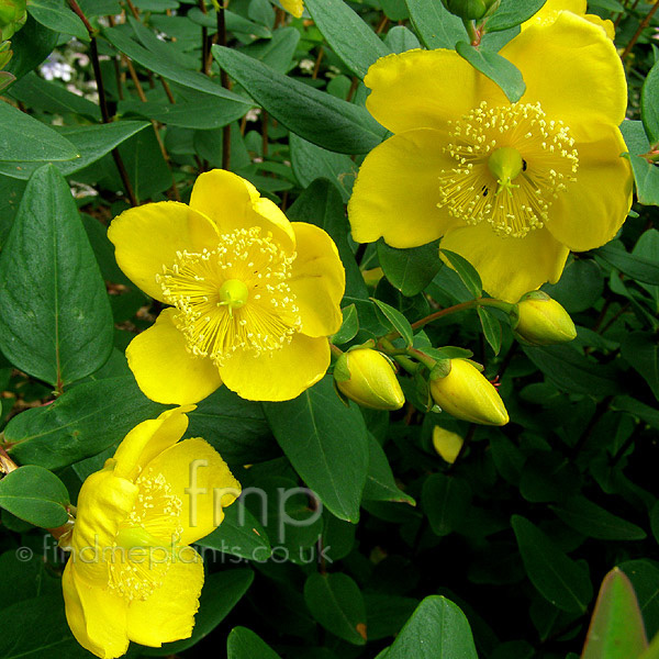 Big Photo of Hypericum Forestii