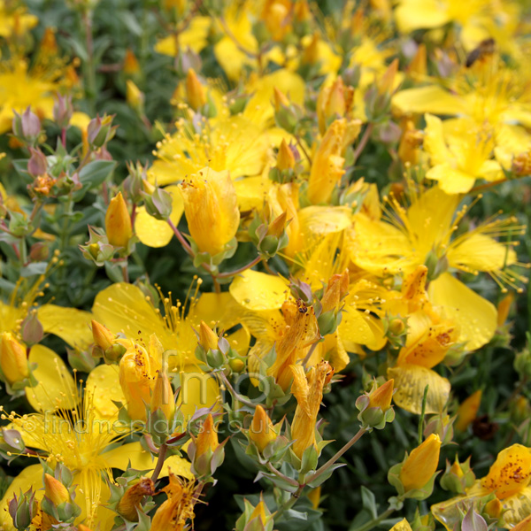 Big Photo of Hypericum Olympicum Edith Fl