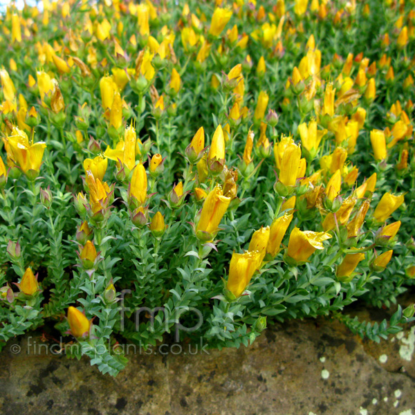 Big Photo of Hypericum Olympicum Grandiflorum Fl