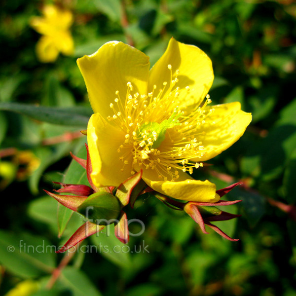 Big Photo of Hypericum Triquetrifolium Fl