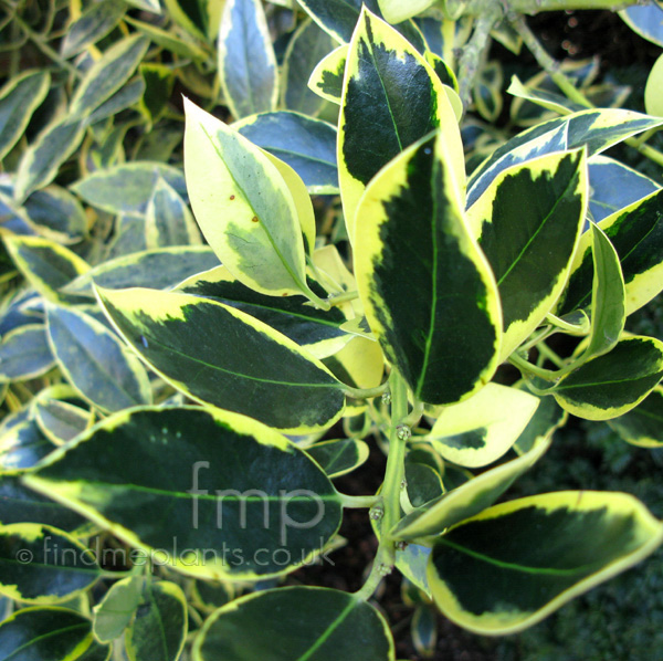 Big Photo of Ilex Altaclerensis Belgicaaurea