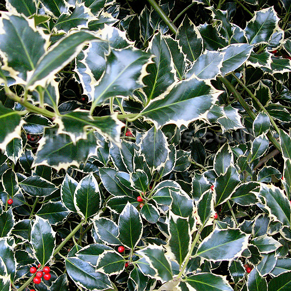 Big Photo of Ilex Aquifolium Argentea Ma