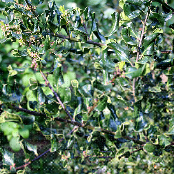 Big Photo of Ilex Aquifolium Crispa