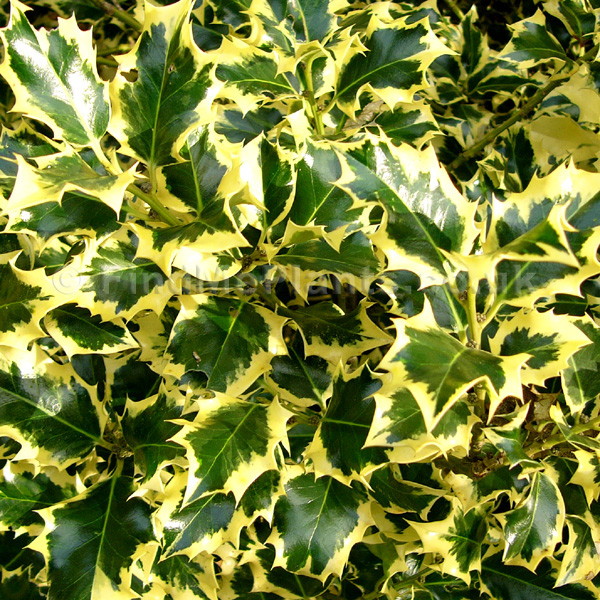 Big Photo of Ilex Aquifolium Golden Quee